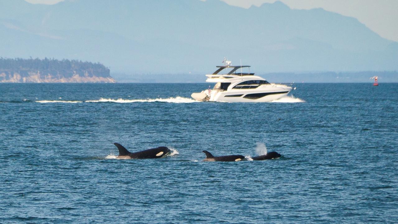 Family of whales with boat in the background Picture: istock