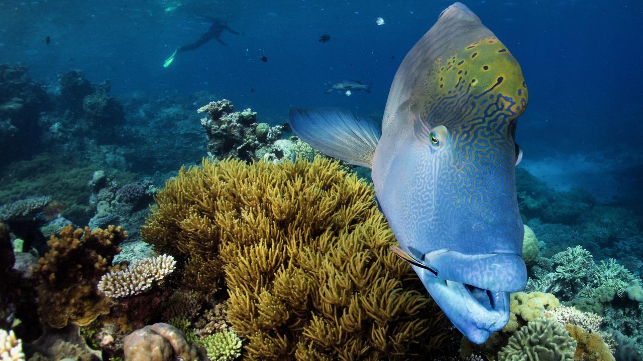 An iconic Maori Wrasse exploring the Great Barrier Reef. Picture: Supplied