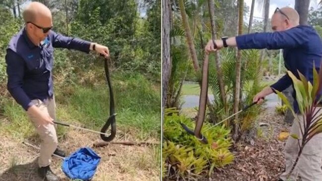 The snake catcher grabs the snake.