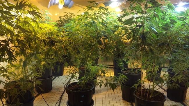 Cannabis plants inside an industrial premises at Brookvale