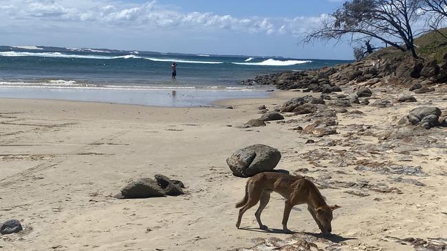 A dingo, or wongari, at Waddy Point on the island.