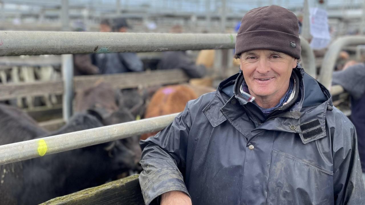 Cattle Prices: Prices Still Strong At Warrnambool During Stormy Day ...