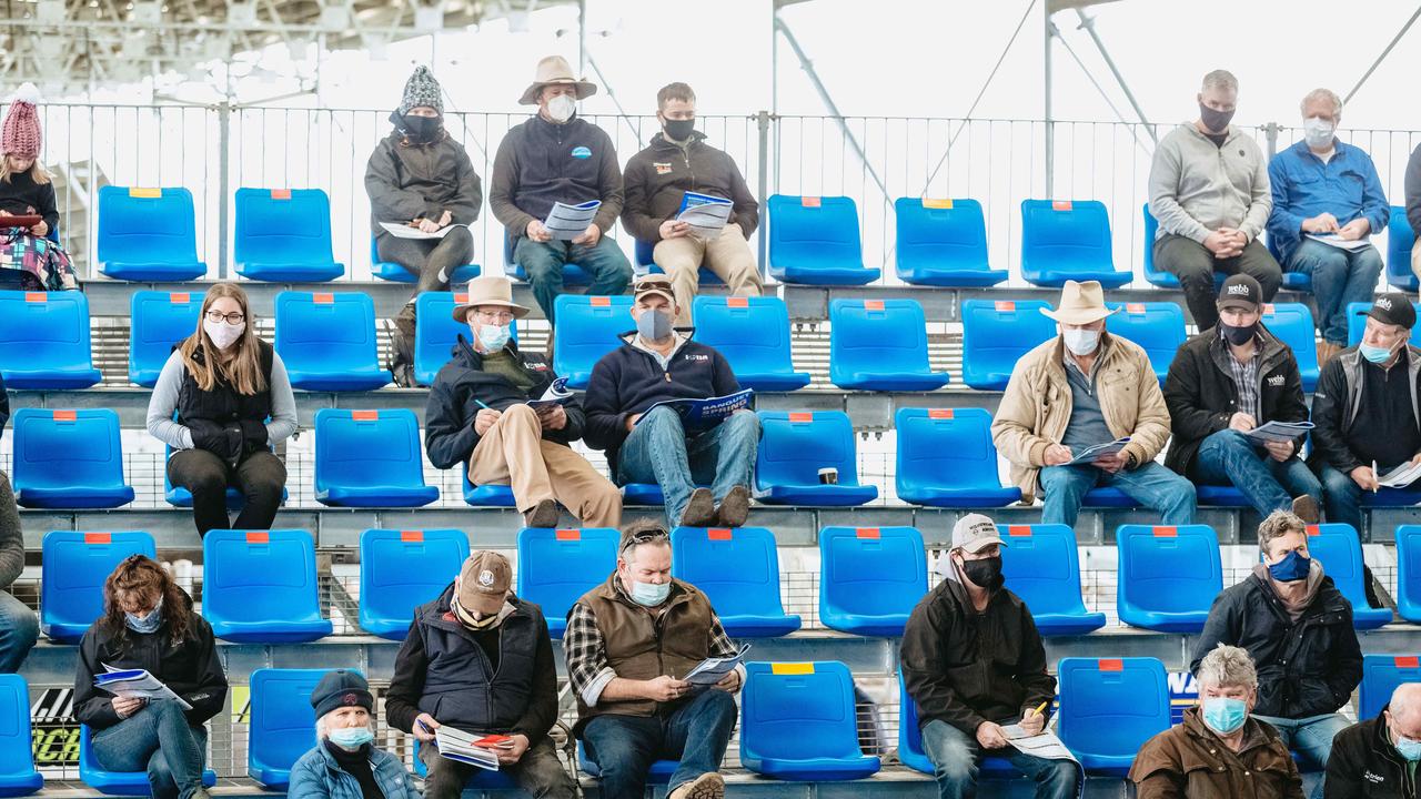 All 31 bulls at the Banquet Bulls spring sale sold. <a href="https://www.weeklytimesnow.com.au/agribusiness/cattle/banquet-spring-bull-sale-2020-recordbreaking-averages-for-stud/news-story/44fac423c4d641955b6beed91611264e" target="_blank">Click here for the full report</a>. Picture: Chloe Smith