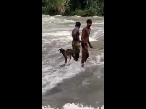 Locals rescue stray dog stranded on river rapids