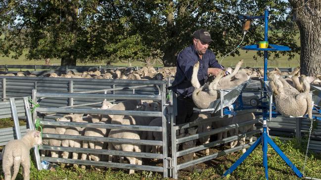 Pat Halloran marking lambs at Metcalfe. PICTURE: ZOE PHILLIPS