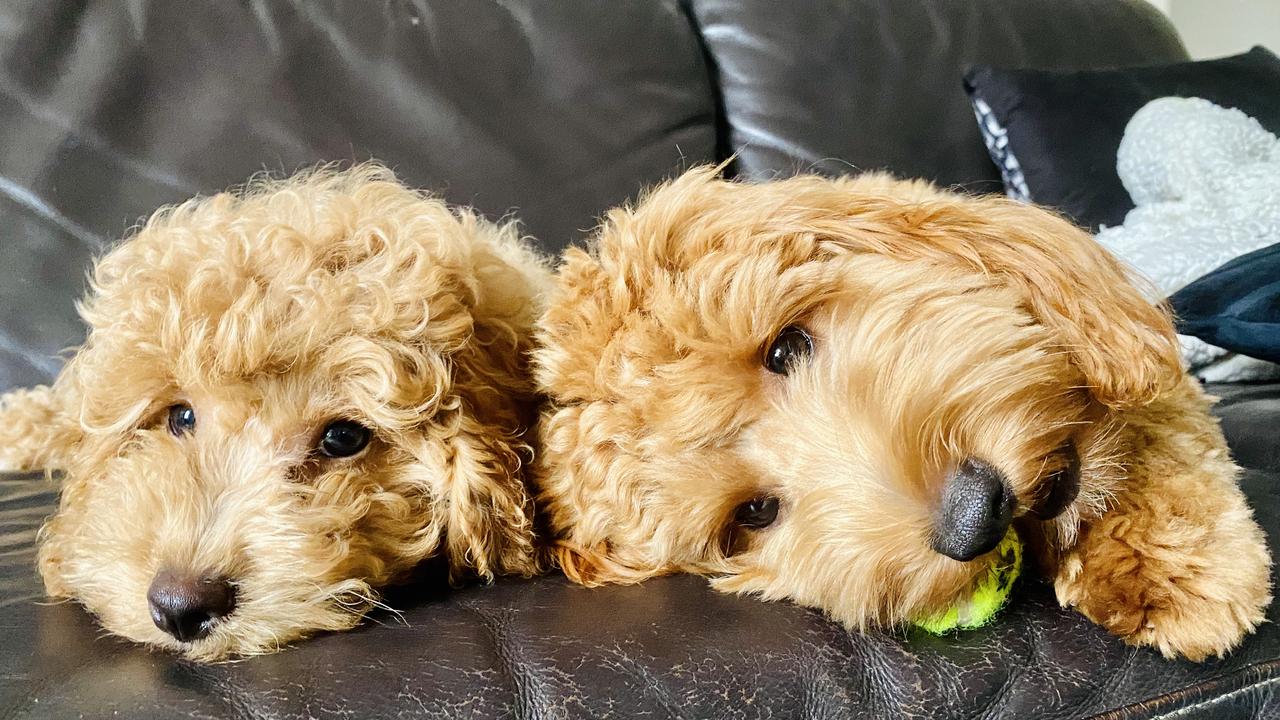 Bear and Ruby chilling out at home after playing ball Picture: Sandra MacNeill