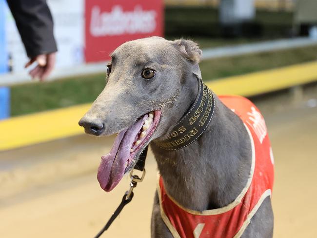 Greyhound of the Year finalist Zipping Kyrgios