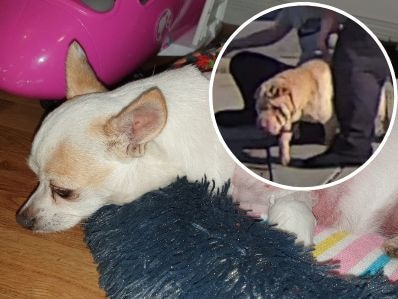 Devastating decision reached after horrific dog attack