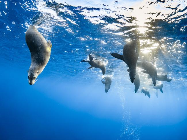 EMBARGO FOR TWAM 22 JUNE 2024. FEE MAY APPLY. Australian Geographic Nature Photographer of the Year 2024 shortlist. UNDER EMBARGO. DO NOT USE. View from Below, Vanessa Torres, Animals in Nature.