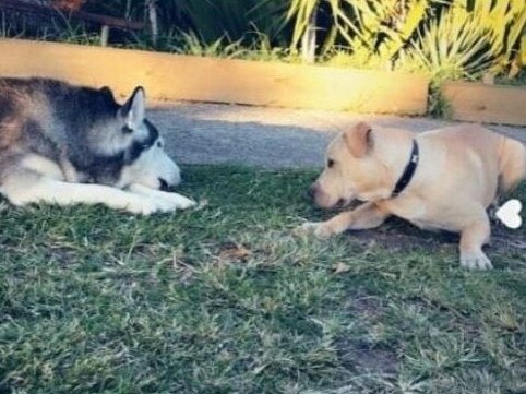 The family dogs Blaze, who survived, and Ilo, who died in the blaze. Picture: Supplied