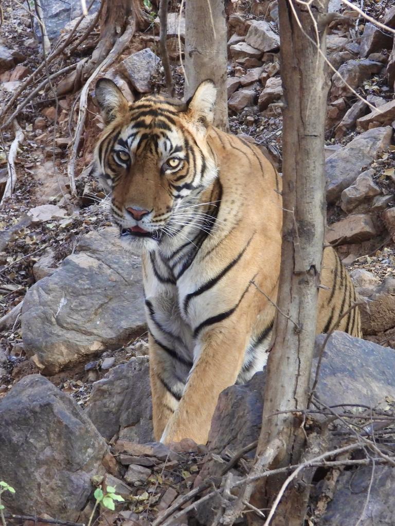 Tigers in India’s Ranthambore National Park a prized sighting | The ...