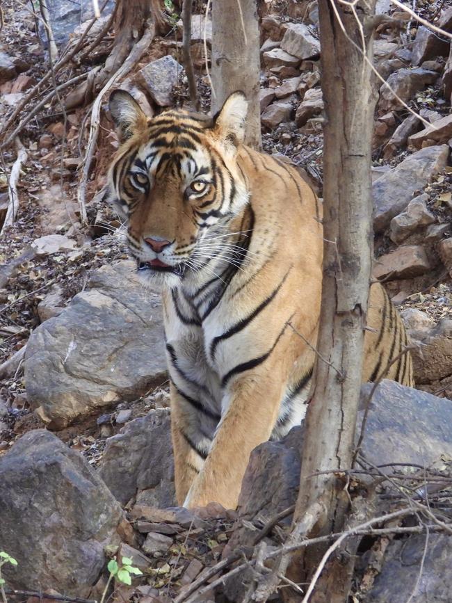 Tigress Sharmilee. Picture: Penny Hunter