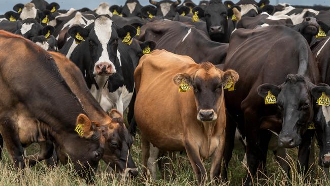 Dairy cows at Woolnorth. Picture: Phillip Biggs