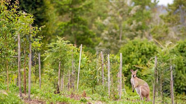 Lismore City Council is offering rural landholders small grants to undertake bushland restoration, habitat improvement and landscape regeneration on their properties. Picture: Contributed