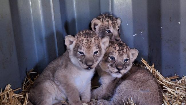 Three lion cubs at Taronga Western Plains Zoo in Dubbo. Photo: Megan Lewis.