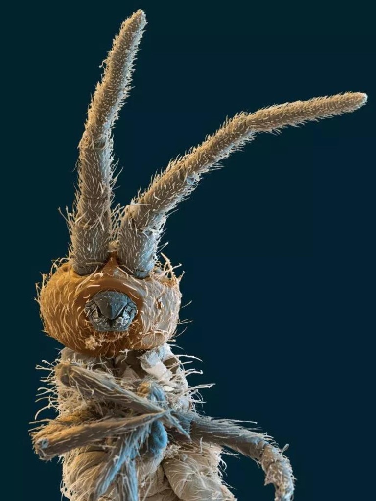 Springtails like this one can jump 100 times the length of their body and live in rotting leaves. Picture: Eye of Science/Science Photo Library