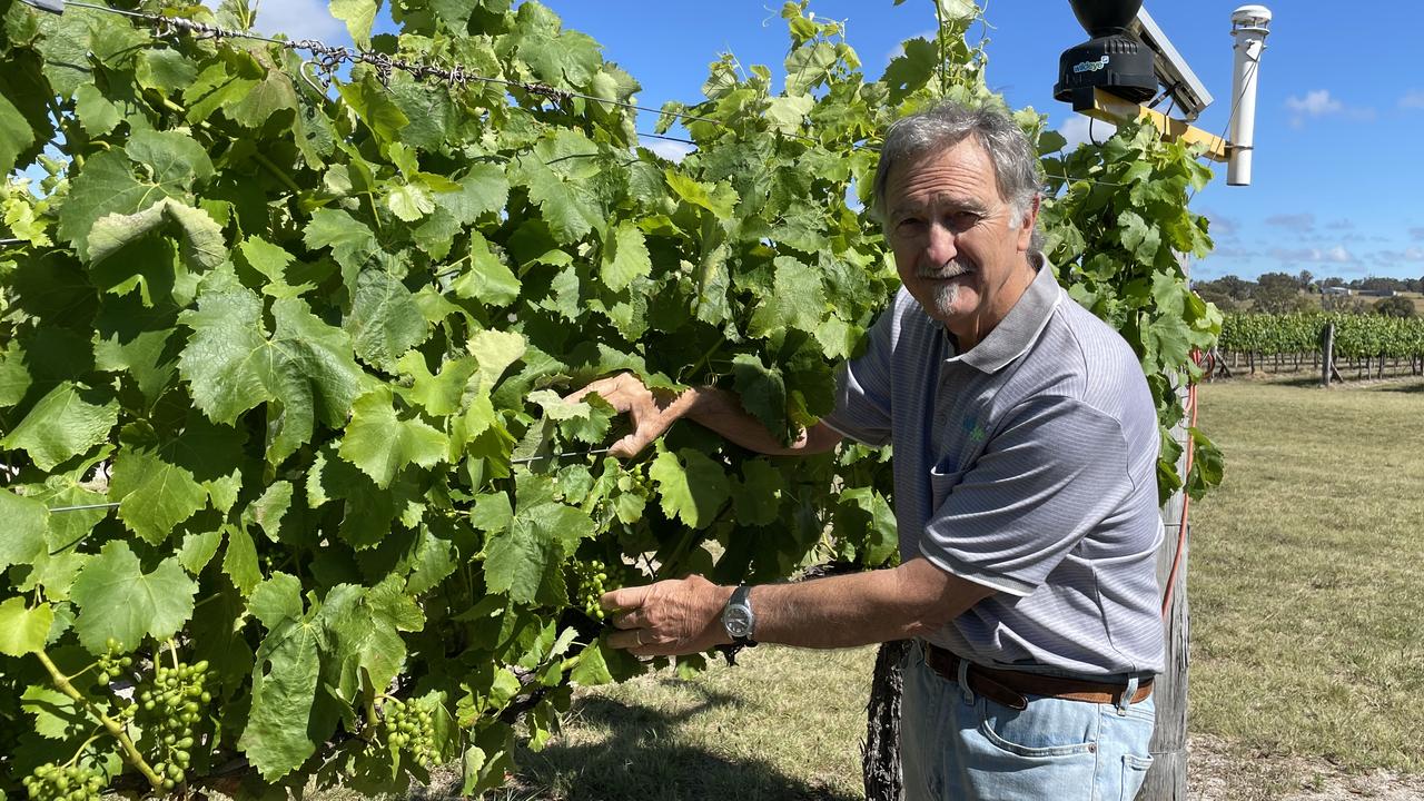 Queensland grapegrower Brad Hutchings at Savina Lane Premium Wines in the Granite Belt (Photo: supplied)