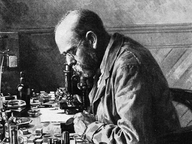 Robert Koch Studies Rinderpest In Lab Original caption: Dr. Robert Koch (1843-1910), German bacteriologist in search of the microbe which causes rinderpest, at Kimberly. A drawing from a photograph.