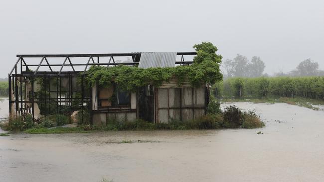 Flooded vines at Lyrup, near Berri. Picture Dean Martin