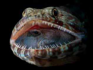Fish’s final moments revealed in incredible photo