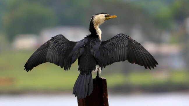 Researchers found the parasite had killed a number of native cormorants. Picture: Ron Bloxham