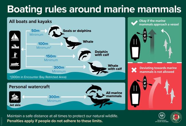 Boating rules around marine mammals in SA. Picture: SA Police