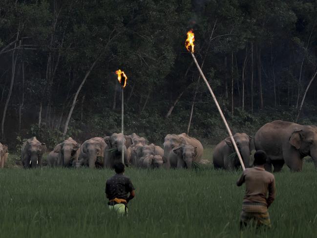 HANDOUT // Pink Lady Food Photographer of the Year 2024 - Shortlist // ONE TIME USE ONLY // FOR USAGE CONTACT OLIVIA HARRIS //   A clash between elephants and humans in a paddy field at Sherpur, between Bangladesh and Indian border.Asian wild elephants have been living in Bangladesh for thousands of years. The increasing settlement in forests and hills, the grabbing of forest land, and unplanned development have led to a vast destruction of the elephantsÃ natural habitat. Elephants are increasingly forced out of the forests in search of food Ã a cause for intense conflicts between elephants and humans. According to forest officials, more than 50 wild elephants fell victim to this conflict in the past five years, 34 of them in 2021 alone.Picture: K M Asad