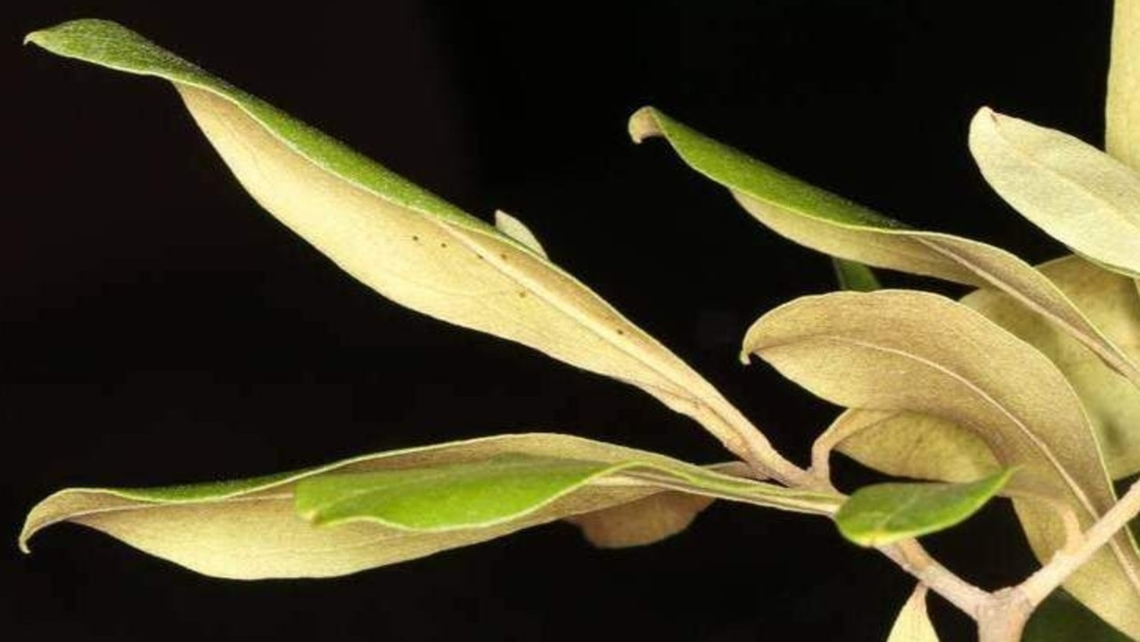 The Department of Agriculture and Fisheries is warning Darling Downs residents about African olive (Olea europaea subsp. Cuspidate), an evergreen tree that can invade bushland and harbour pests and diseases of commercial olives. It has been found in the Toowoomba area, with the potential to become widespread.