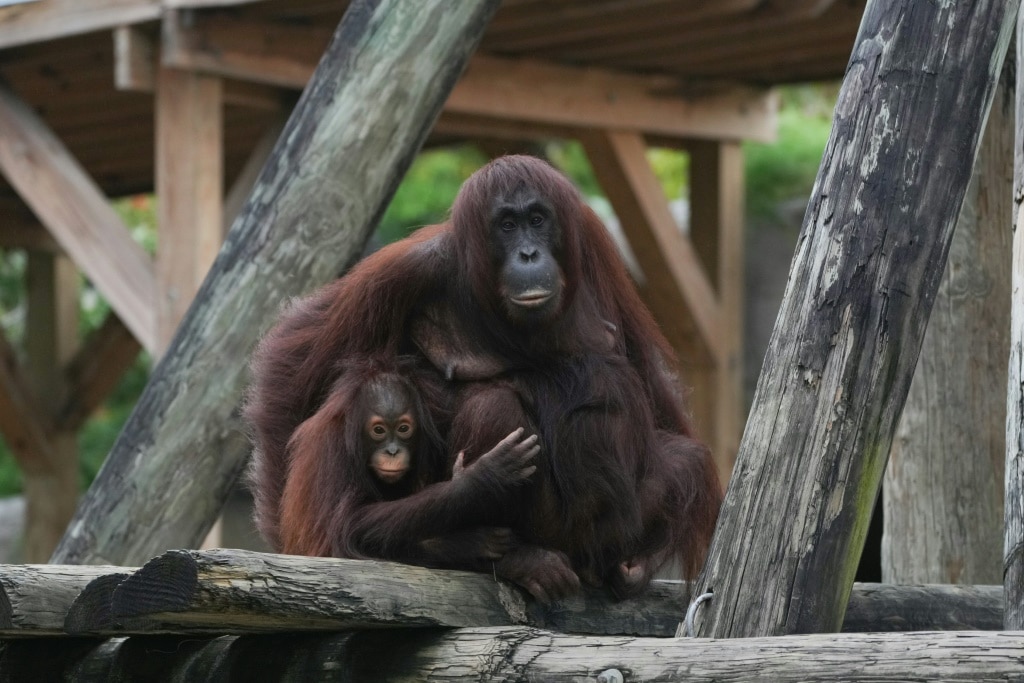 Tampa zoo rushes Chompers the porcupine and others to safety as Milton nears