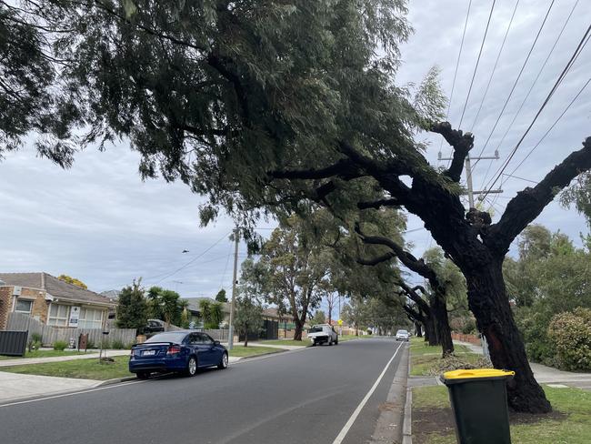 Anderson Rd residents say the trees are a “disaster waiting to happen". Picture: Himangi Singh