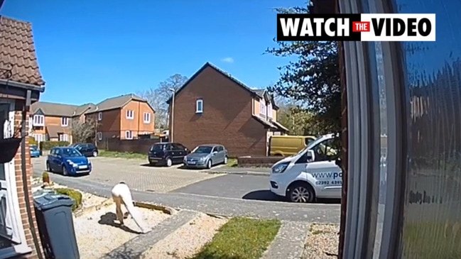 'Neighbour from hell' caught flinging dog poo