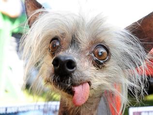 Ugly dog with hot sale tongue hanging out