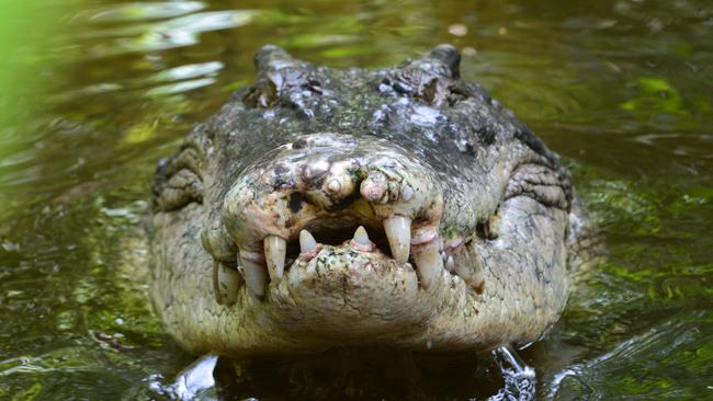 A salt water crocodile, also called a saltie or estuarine crocodile, shows its teeth in Queensland, Australia. Picture: iStock.