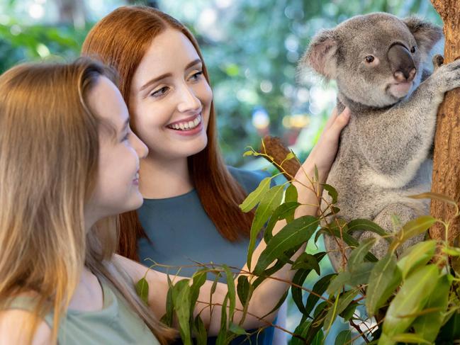 Casey Watts and Skylah Moore at Lone Pine Sanctuary in Brisbane, the tourist attraction has decided to stop letting visitors hold koalas Photo - Luke Marsden