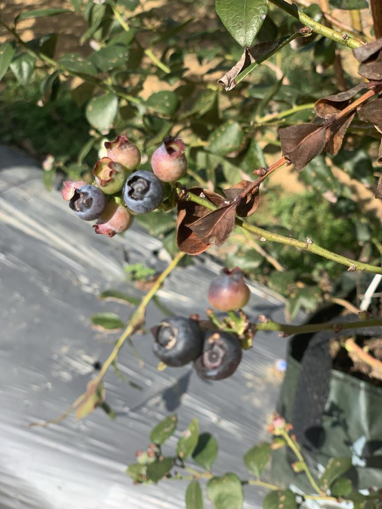 Blueberries ripening at Ballantyne's Strawberries at Cameroon Pocket near Mackay. Picture: Rae Wilson