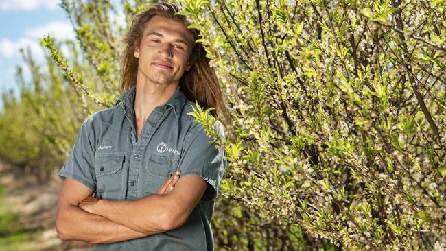 Matthew Fry has taken advantage of the Victorian seasonal harvest sign-on bonus with a job at McNab Orchards in Ardmona – and now plans to continue working in the field. Picture: Zoe Phillips