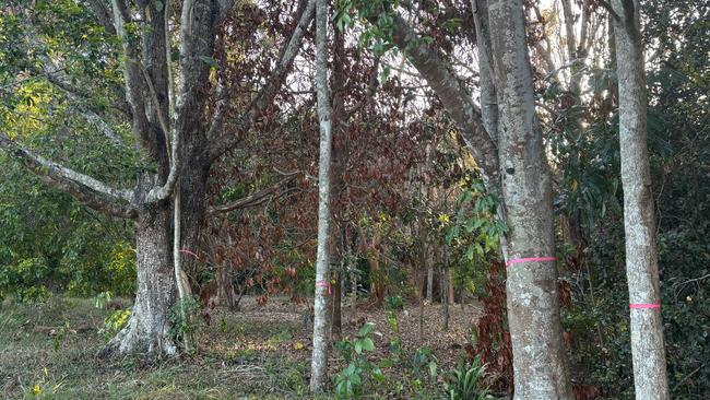 A government investigation is ongoing following the discovery of dying trees at the heritage listed Atherton Arboretum. Picture: Supplied