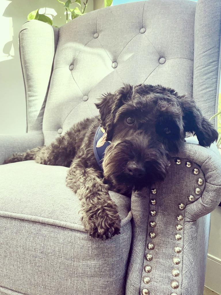 Wilbur Gleeson – Wilbur is an 18-month-old schnoodle that is the sweetest, cuddliest boy. He loves walks, food and playing with his little sister Betty!