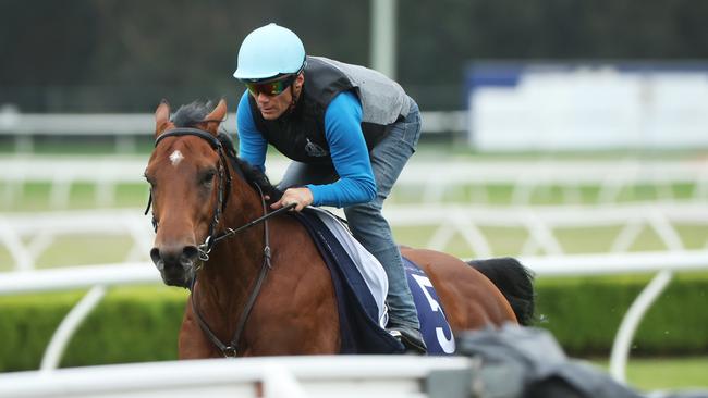 Lazzat works at Canterbury ahead of the 2024 Golden Eagle. Picture: Rohan Kelly.