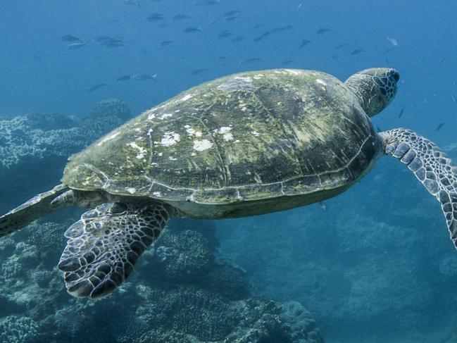 A turtle in a scene from Australian documentary film Blue, about the perilous state of our oceans