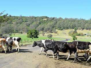 Cows on the road are a daily danger on the Northern Rivers. Picture: Susanna Freymark