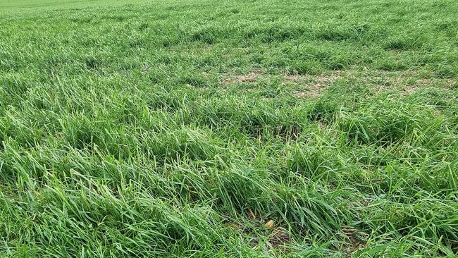 Daniel Eckermann also had 250ha of barley hit by hail. If there is good rain through spring, he is hopeful the crop could recover. Photo: Supplied