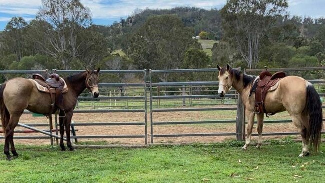 Amy Eckford said in her application she would use the arena on her property for horse riding lessons and equine assisted therapy. Pictured: “up and coming” barrel racing horses Bucky (left) and Digby (right). Photo: Amy Eckford.