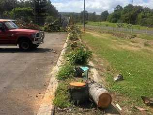 VANDALISM: Approximately 25 trees have been chopped down in mt Perry without the approval of Council. Picture: North Burnett Regional Council