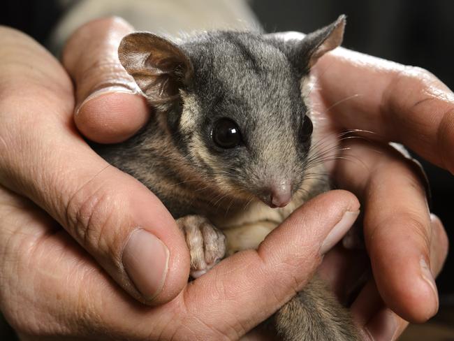 A leadbeater's possum at Healesville Sanctuary. Picture: Jay Town