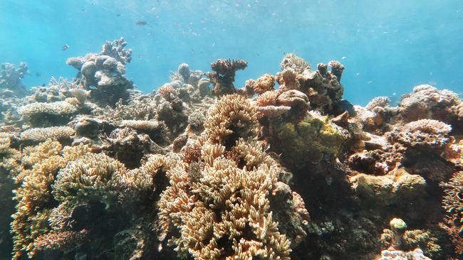 A large coral garden full of hard and soft corals growing on Miln Reef, part of the Great Barrier Reef Marine Park, off the coast of Cairns. PICTURE: BRENDAN RADKE