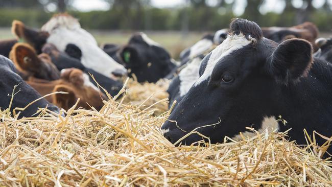 Lower hay prices are a boon for dairy farmers. Picture: Zoe Phillips