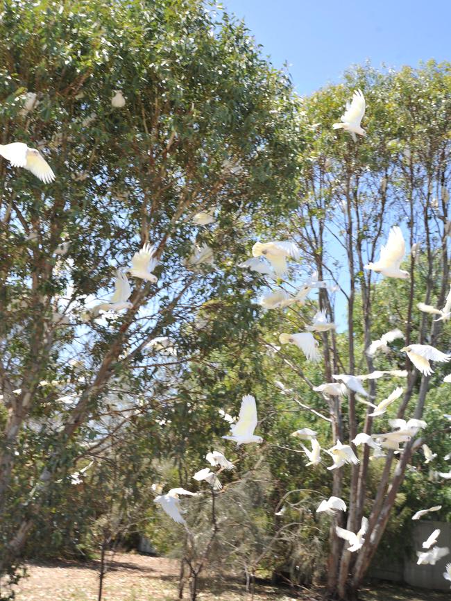 Corellas, seen here at the oval, have decended on Aldinga. Picture Roger Wyman