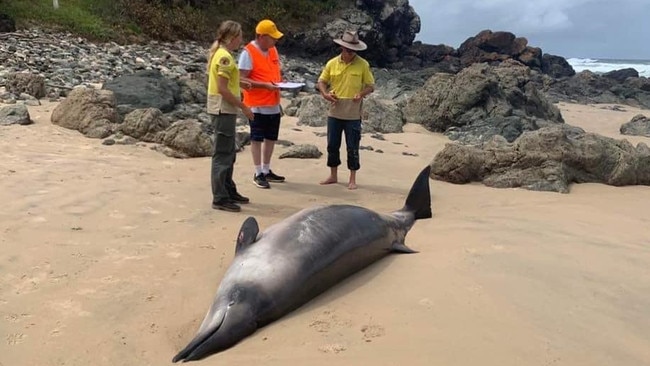 Lifeguards and NSW National Parks personnel were on-site on Wednesday afternoon at Flynns Beach. Picture: Port Macquarie ALS Lifeguards