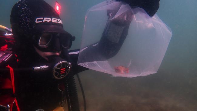 A diver collecting red handfish. Picture: UTAS/IMAS